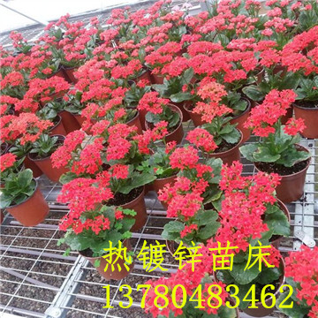 <a href='/' target='_blank'><a href='http://m.kookla.cn/miaochuangsheshi/203.html'target='_blank'>花架網(wǎng)</a></a>