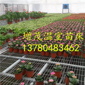 溫室<a href='/' target='_blank'><a href='http://m.kookla.cn/miaochuangsheshi/203.html'target='_blank'>花架網(wǎng)</a></a>廠家