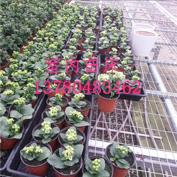 溫室<a href='/' target='_blank'><a href='http://m.kookla.cn/miaochuangsheshi/203.html'target='_blank'>花架網(wǎng)</a></a>廠家